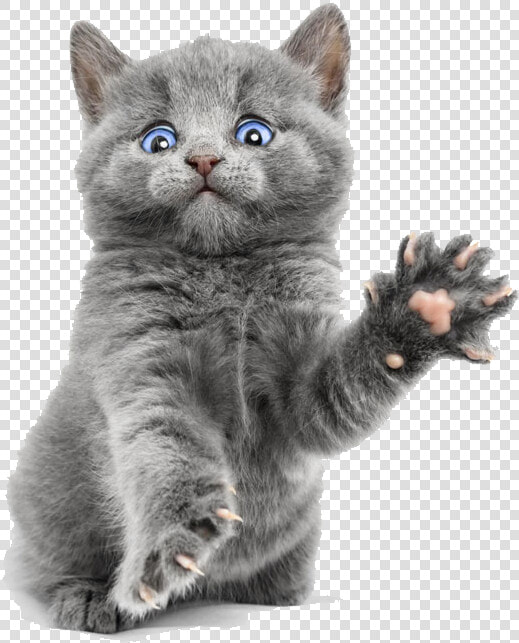 Scottish Fold Persian Cat Kitten Dog Hamster   Transparent Background Kitten Png  Png DownloadTransparent PNG