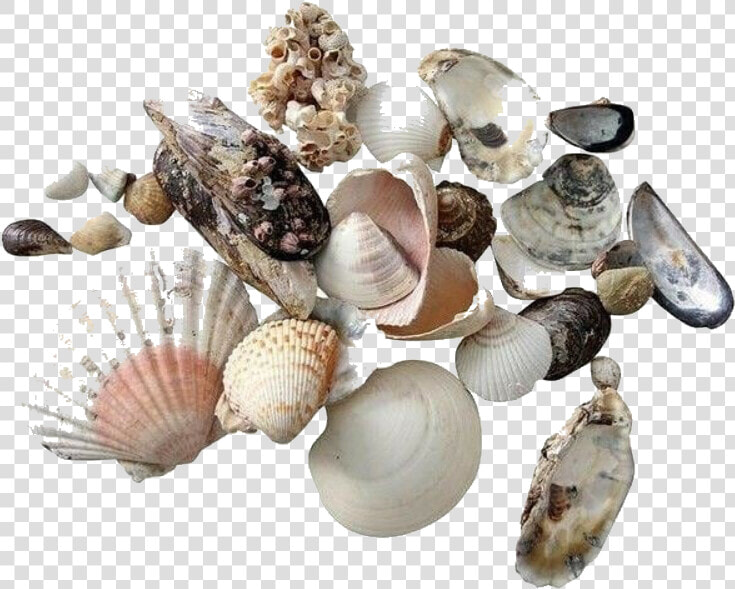  moodboard  stickers  seashells  sea  shells  summer   Aesthetic Beach Shells Png  Transparent PngTransparent PNG