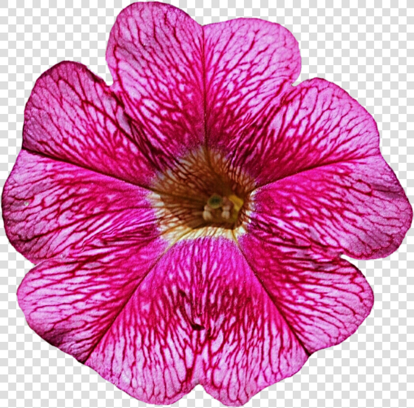 Petunia Clipart  HD Png DownloadTransparent PNG
