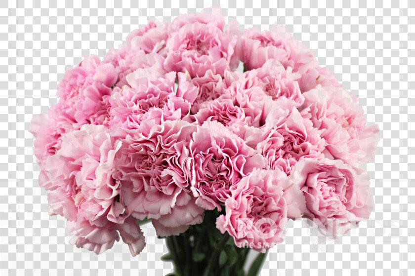 Carnation Flower Png Png Download Carnation Flower   Carnation Flower In Png  Transparent PngTransparent PNG