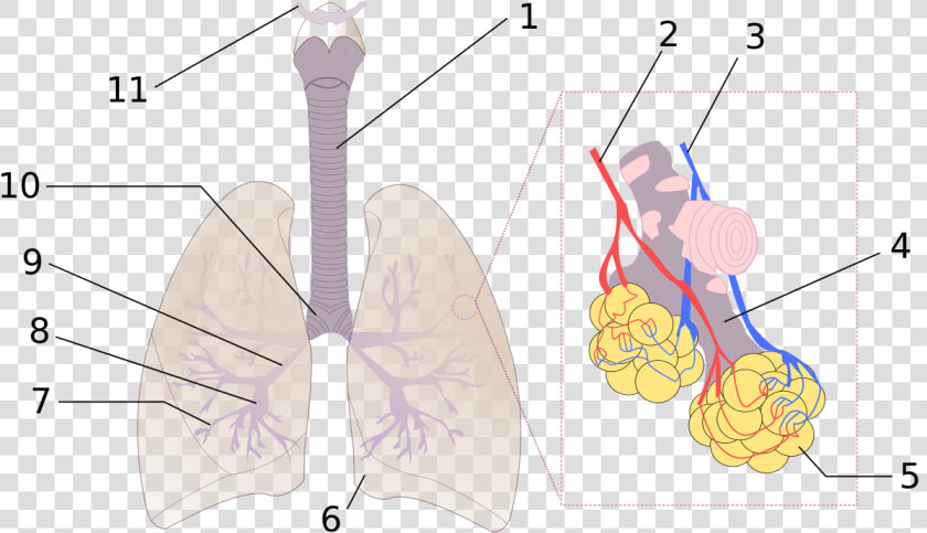 Diagram Of Respiratory System Numbered  HD Png DownloadTransparent PNG
