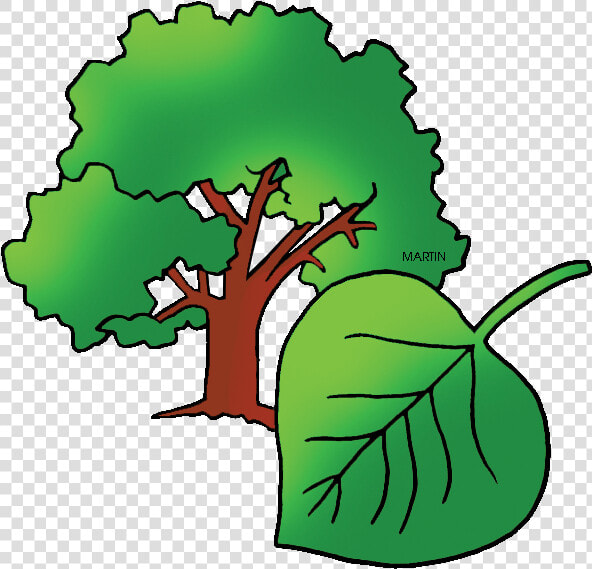 Free United States Clip Art By Phillip Martin  State   Kansas State Tree Transparent  HD Png DownloadTransparent PNG