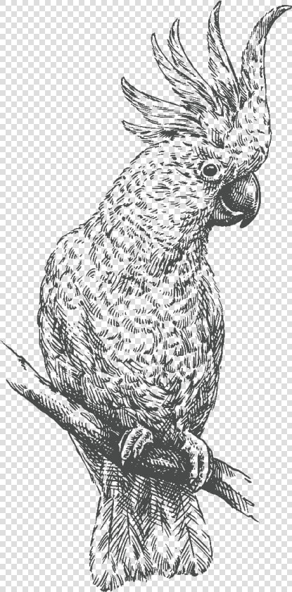 Pappagallo Incisioni Bianco E Nero Volatili  HD Png DownloadTransparent PNG