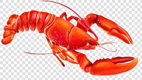 Lobster Png Photo   Transparent Lobster Cartoon  Png DownloadTransparent PNG