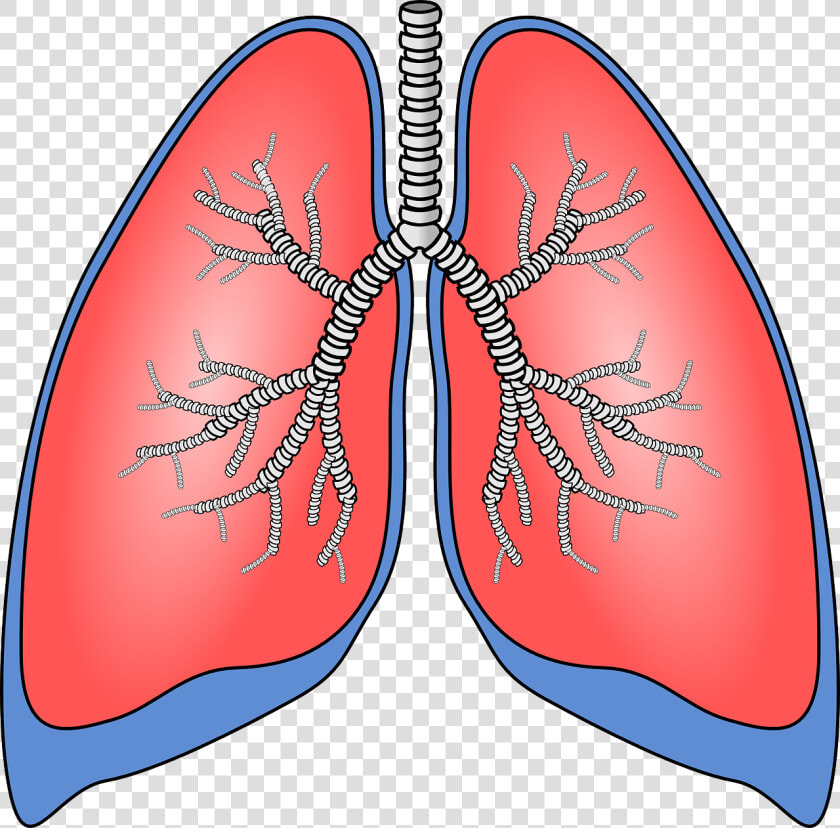 Pulmones  Órgano  Anatomía  Bronquios   Lung Clipart  HD Png DownloadTransparent PNG