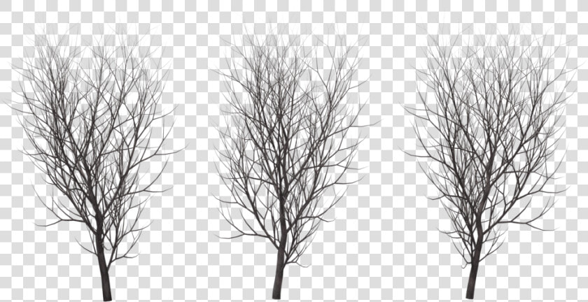 A Tree In Winter    Tree In Winter Png  Transparent PngTransparent PNG