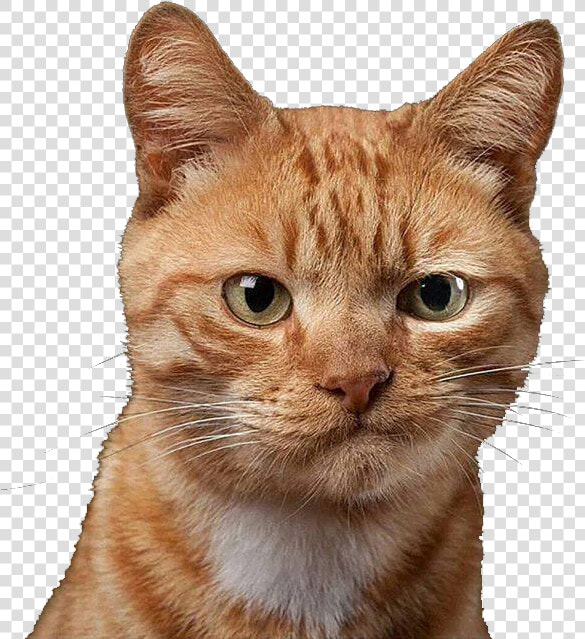 Grimace Cat   Dubious Cat  HD Png DownloadTransparent PNG
