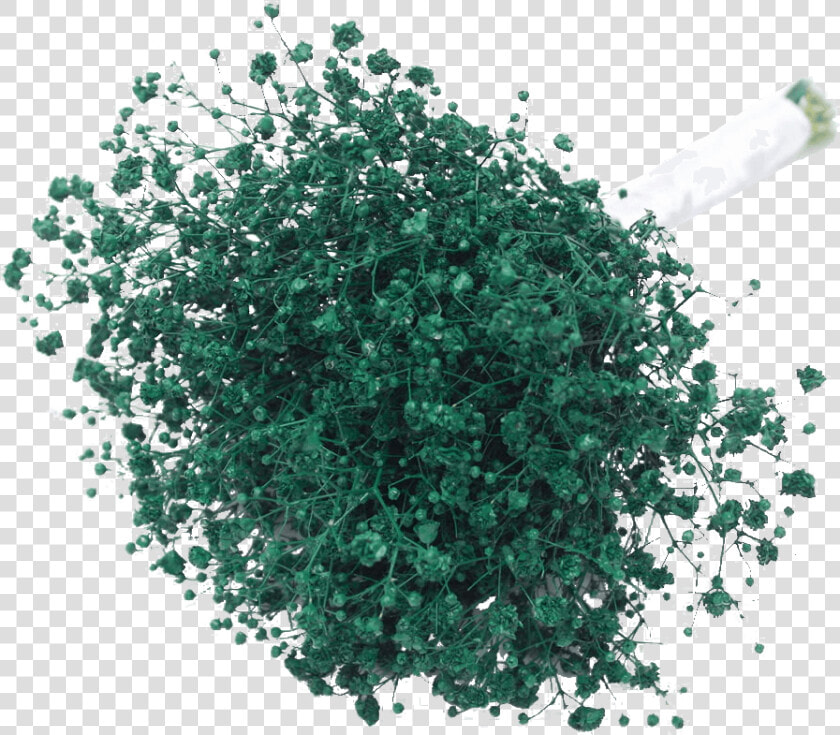 Fresh Green Babys Breath Online Natural Flowers   Illustration  HD Png DownloadTransparent PNG