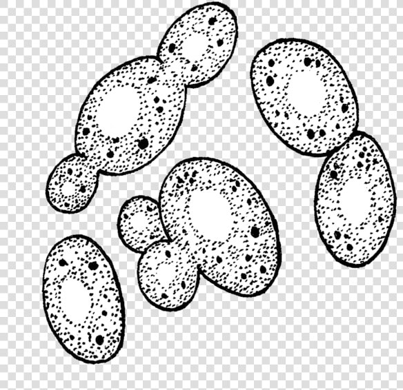 Yeast Black And White  HD Png DownloadTransparent PNG