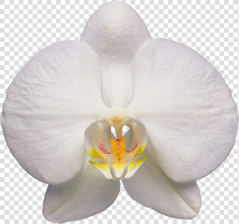 Orchid  Flower  White   White Orchid Flower Transparent  HD Png DownloadTransparent PNG