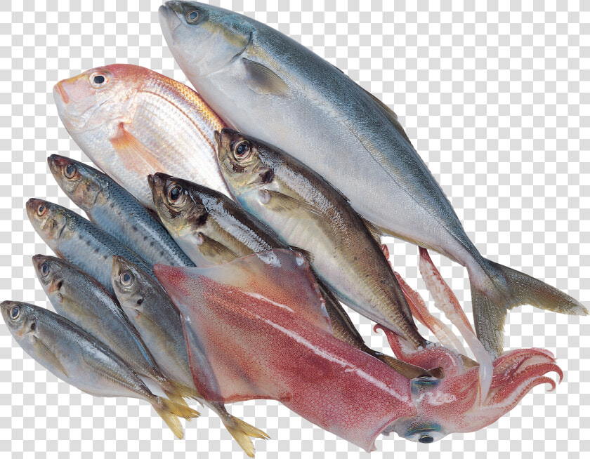 Aquarium Filter Png   Food Fish Transparent Background  Png DownloadTransparent PNG