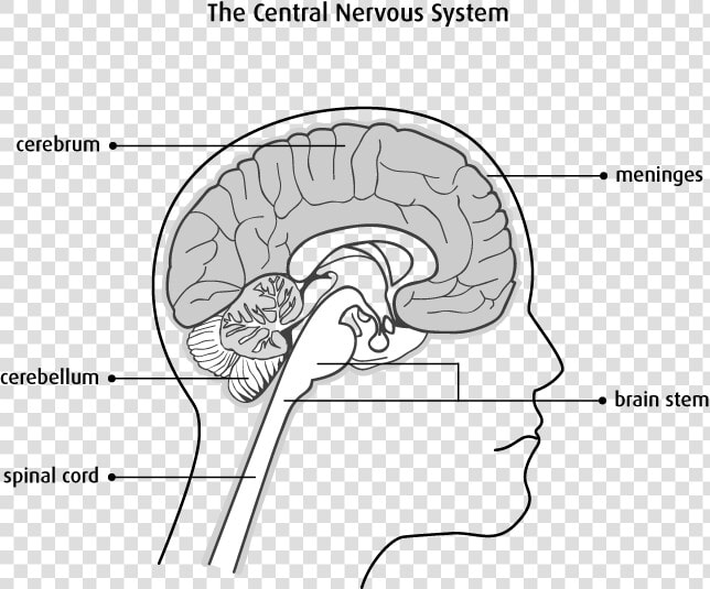 Nervous System Brain And Spinal Cord Diagram  HD Png DownloadTransparent PNG