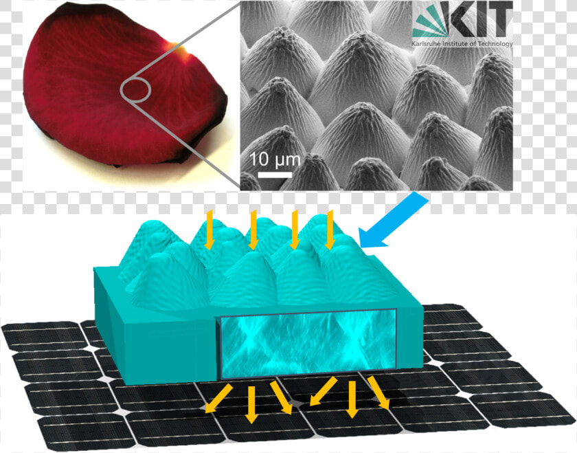 Flower Power Photovoltaic Cells Replicate Rose Petals   Biomimicry In Rose  HD Png DownloadTransparent PNG