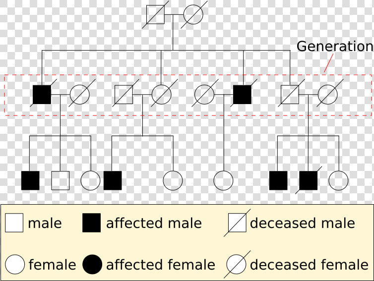 Pedigree Chart Example   Example Of A Pedigree Chart  HD Png DownloadTransparent PNG