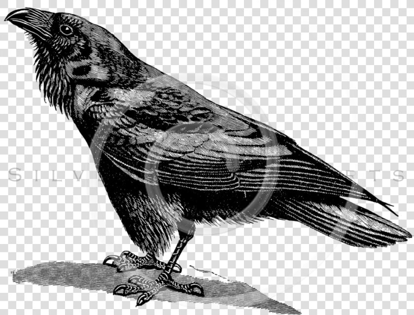Transparent Raven Flying Png   Raven Bird Black And White  Png DownloadTransparent PNG