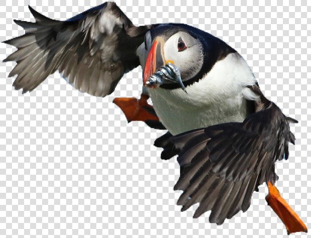  puffin  bird  cute  pngs  png  lovely Pngs  usewithcredit   Atlantic Puffin  Transparent PngTransparent PNG