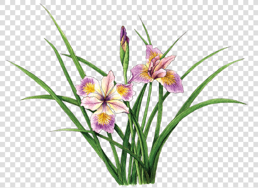 Iris Pacific Coast Hybrid   Iris Japonica  HD Png DownloadTransparent PNG