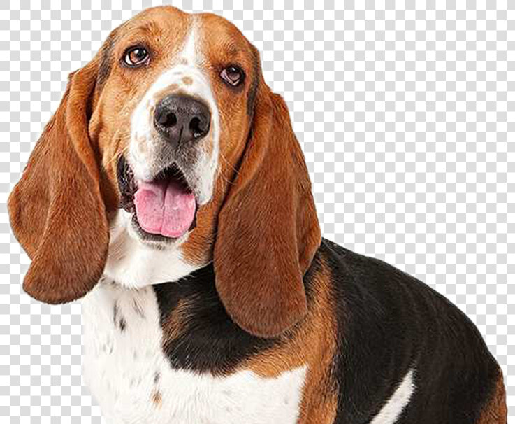 Transparent Basset Hound Png   Basset Hound Poodle Mix  Png DownloadTransparent PNG