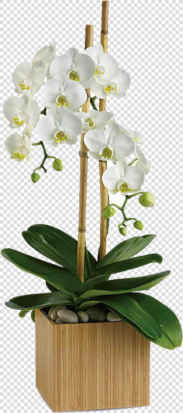 Opulent Orchids Class   Opulent Orchids Teleflora  HD Png DownloadTransparent PNG