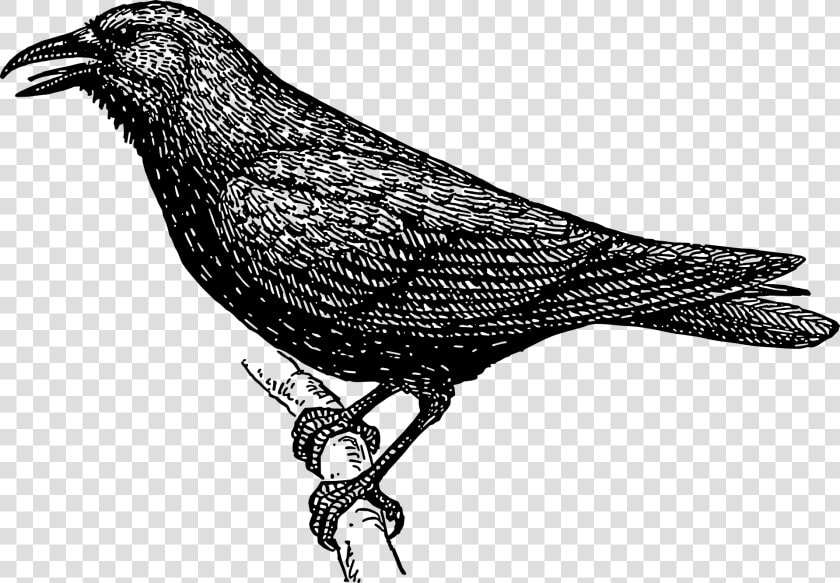 Bird  Branch  Crow  Wings  Tail  Feathers  Species   Crow Clipart Black And White  HD Png DownloadTransparent PNG