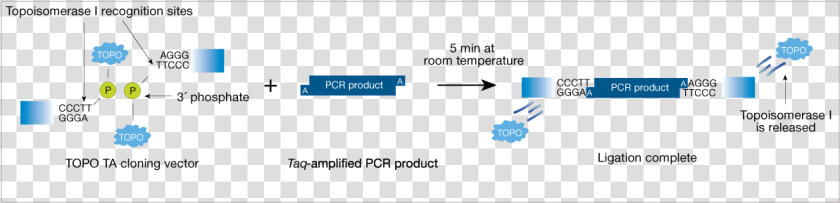Topo Cloning Mechanism  HD Png DownloadTransparent PNG