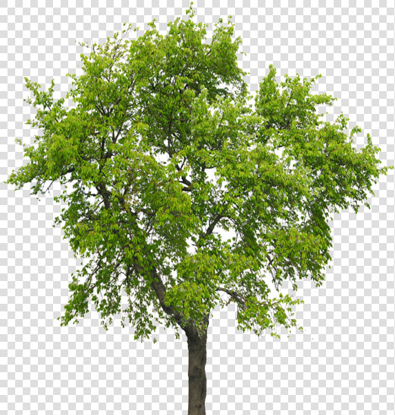 Transparent Big Tree Png   Silver Birch Tree No Background  Png DownloadTransparent PNG