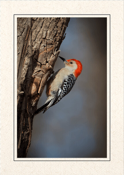 Red Bellied Woodpecker  HD Png DownloadTransparent PNG