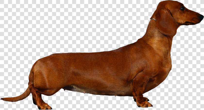 Dachshund Png   Dachshund Cocker Spaniel  Transparent PngTransparent PNG