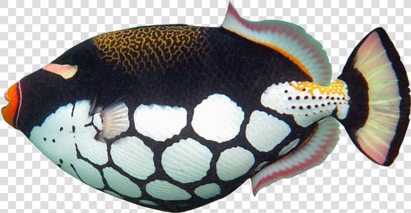 Fish Clip Art Realistic   Realistic Tropical Fish Clip Art  HD Png DownloadTransparent PNG