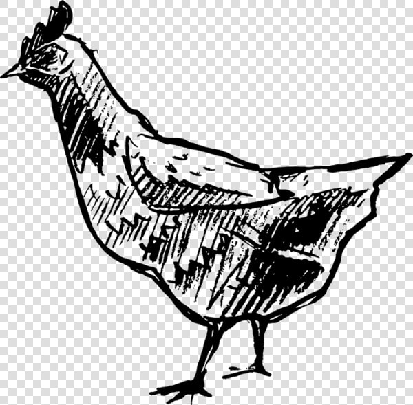 Transparent Chicken Clipart Black And White   Phasianidae  HD Png DownloadTransparent PNG
