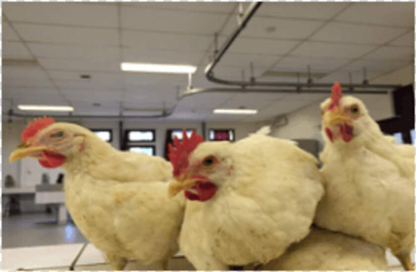 Enlargement Of Comb And Wattles Related To Zearalenone   Rooster  HD Png DownloadTransparent PNG
