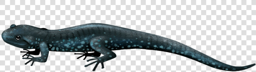 Salamander Png  Transparent PngTransparent PNG