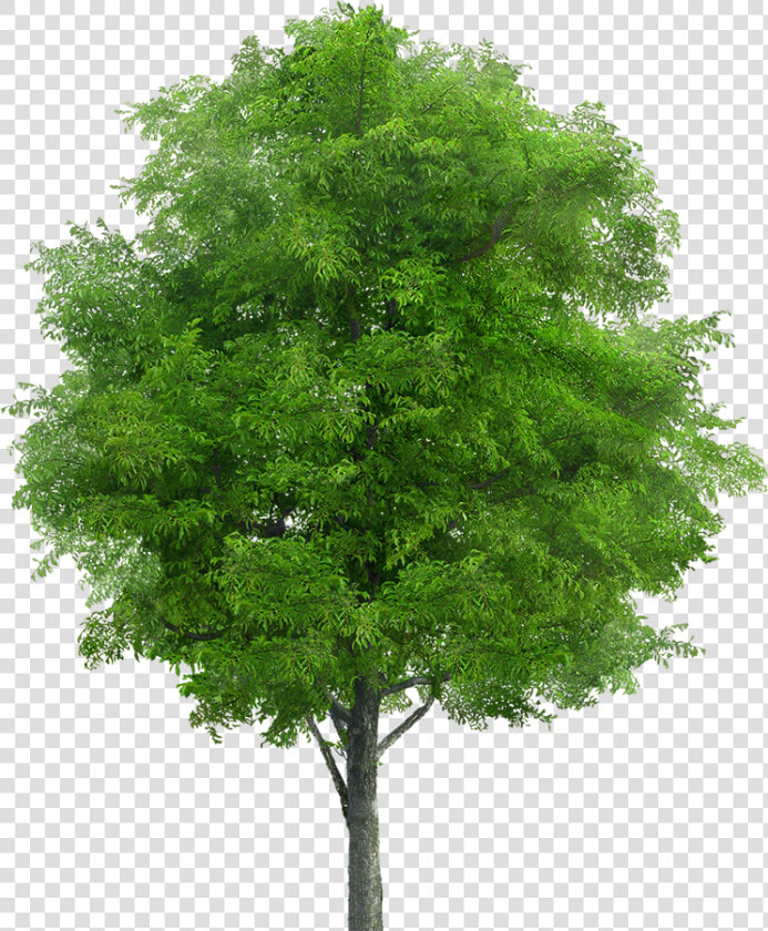 Neem Tree Png  Transparent PngTransparent PNG