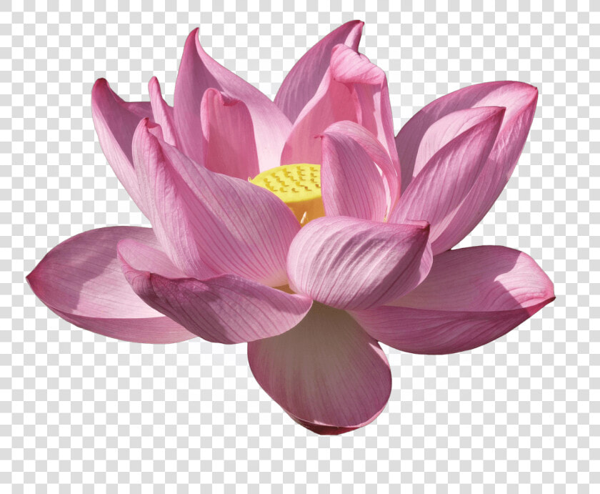 Nelumbo Nucifera Water Lilies Lilium Flower Kenilworth   Nymphaea Nelumbo  HD Png DownloadTransparent PNG