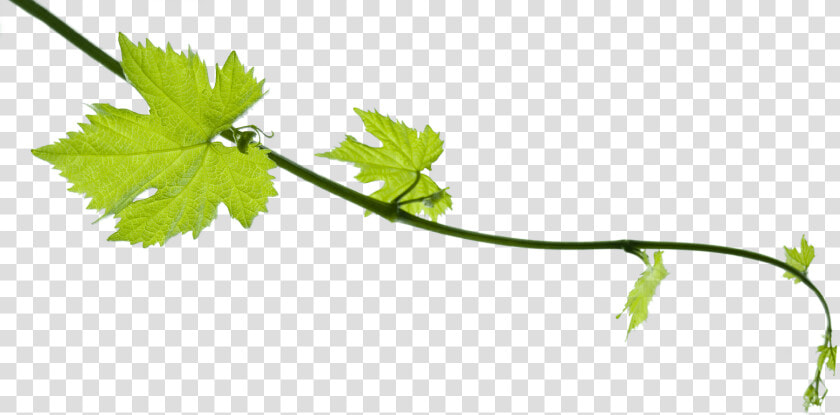 Grape Vine Png   Transparent Grape Leaf Png  Png DownloadTransparent PNG