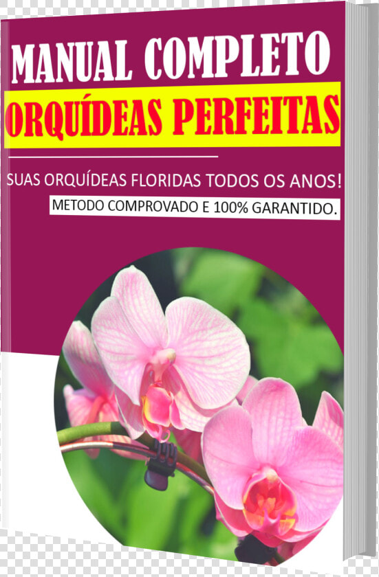 Fleurs Orchidéé  HD Png DownloadTransparent PNG