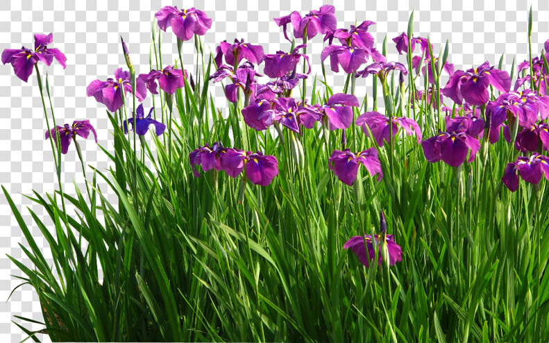 Flower Sweet Flag Garden Grasses   Garden Lawn Png  Transparent PngTransparent PNG