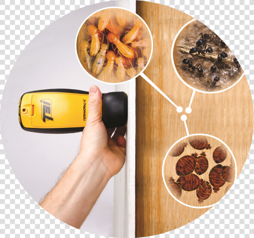 Why Have A Termite Inspection  HD Png DownloadTransparent PNG