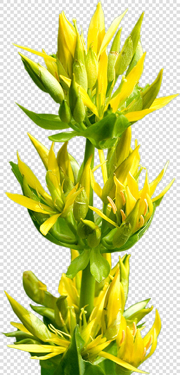 Great Yellow Gentian   Bud  HD Png DownloadTransparent PNG