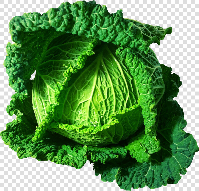 Kale savoy Cabbage food   Clipart Cabbages  HD Png DownloadTransparent PNG