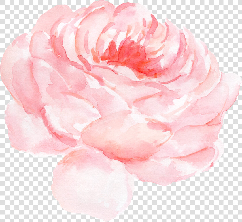Paper Centifolia Roses Watercolor Painting Clip Art   Peony Watercolor Pink Png  Transparent PngTransparent PNG