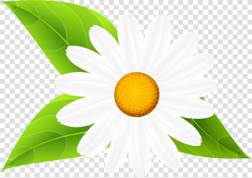 Transparent Daisies Clipart   Daisy Flowers With Leaves Clip Art  HD Png DownloadTransparent PNG