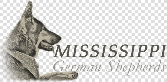 Mississippi German Shepherds   Old German Shepherd Dog  HD Png DownloadTransparent PNG