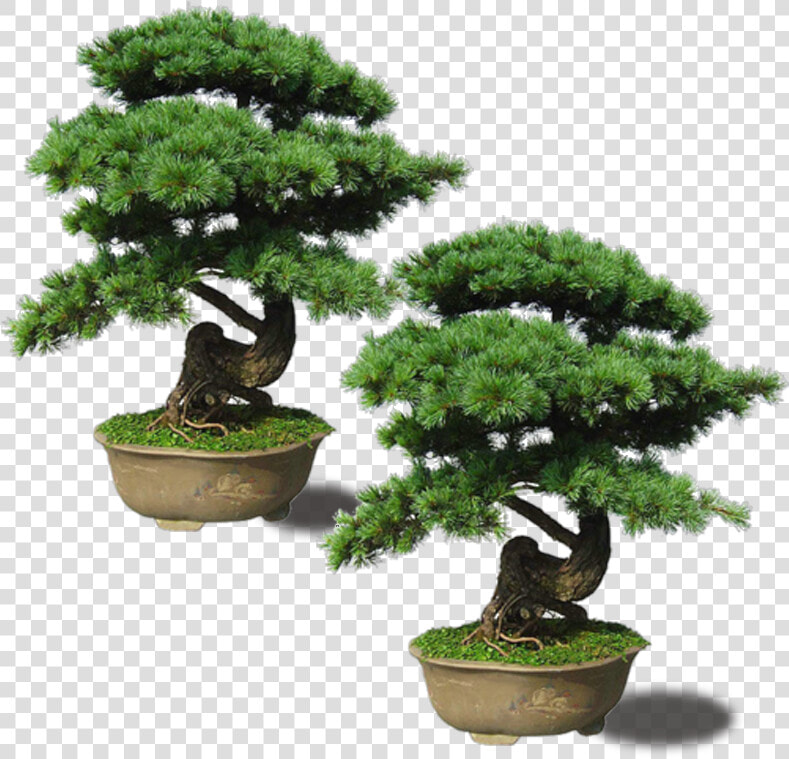 Maple Pinus Thunbergii Plant Upright Emerald   Bonsai Plant Png  Transparent PngTransparent PNG