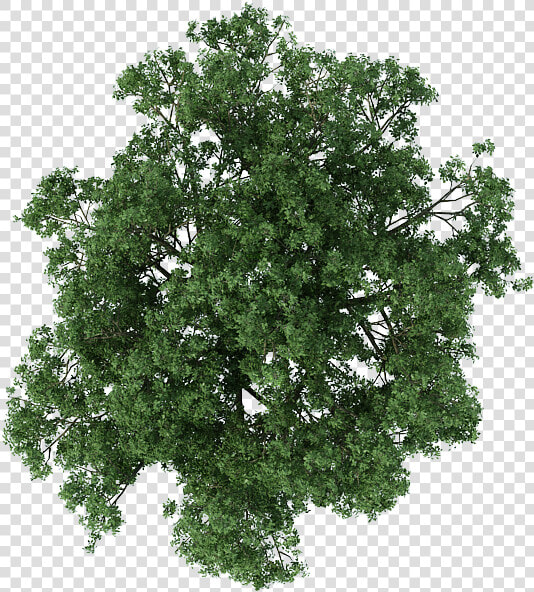 Transparent Tree Plan Png   Plan Trees For Photoshop  Png DownloadTransparent PNG