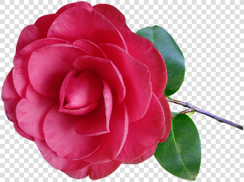 Bé Học Các Loài Hoa  HD Png DownloadTransparent PNG