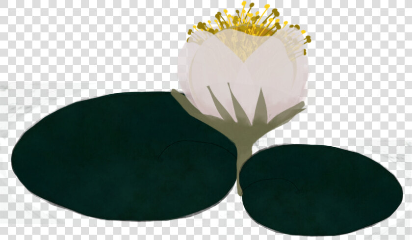  lillypad  waterlilly  madewithpicsart   Water Lily  HD Png DownloadTransparent PNG