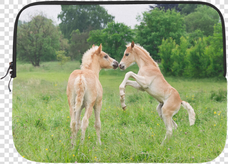 Haflinger Horses Cute Funny Pony Foals Playing Horse  HD Png DownloadTransparent PNG