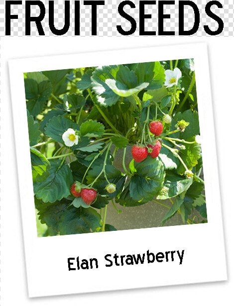 Eversweet Strawberry Plants Icon   Strawberry Elan F1  HD Png DownloadTransparent PNG