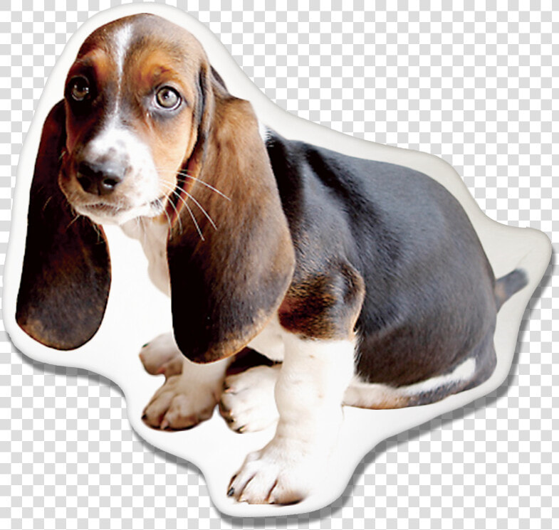 Basset Hound Pillow   Michigan State Basset Hound  HD Png DownloadTransparent PNG